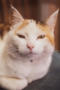 Close-up portrait of a cat