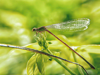 Close-up of caterpillar on leaf