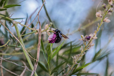 Close-up of insect on purple flower