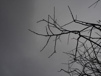 Low angle view of bare tree against clear sky