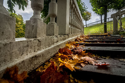 Autumn leaves fallen on old building