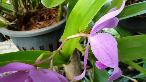 Close-up of insect on purple flowering plant