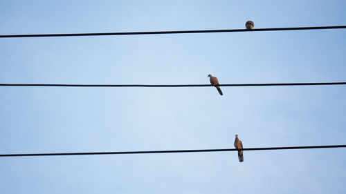 Low angle view of bird perching on cable against sky
