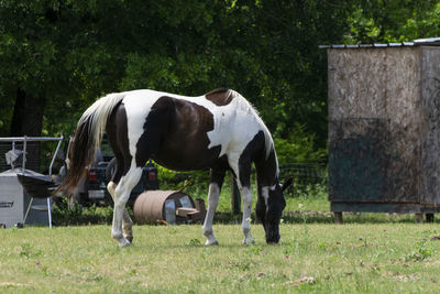 Horses grazing in a field