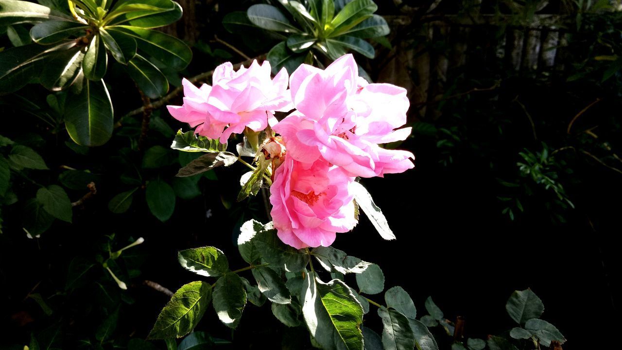 CLOSE-UP OF PINK FLOWERS