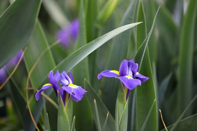 Close-up of purple iris flower on field