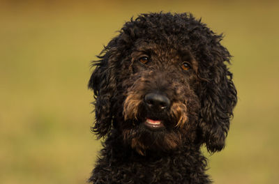 Close-up portrait of brown labradoodle looking at camera 