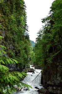 River flowing amidst trees in forest against sky