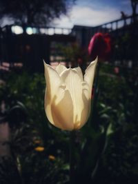 Close-up of rose against blurred background