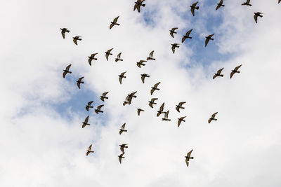 Low angle view of birds flying against sky