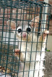 Portrait of monkey in cage