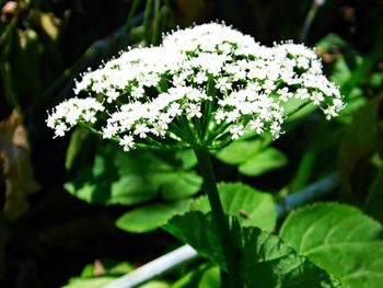 Close-up of flowers blooming outdoors