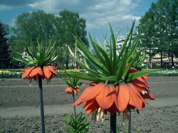 Close-up of red flowers against sky