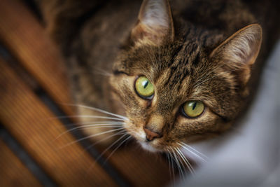 Close-up portrait of a cat