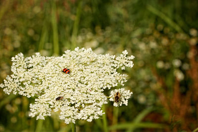 Close-up of ladybug on plant