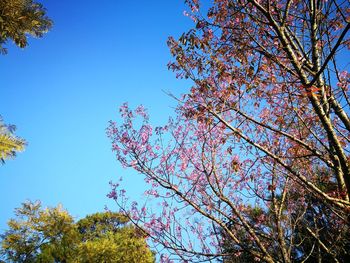 Low angle view of flower tree against clear blue sky