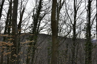 Bare trees in forest against sky