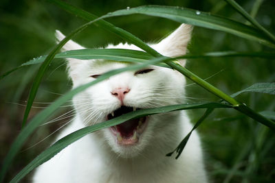 Close-up of cat by grass