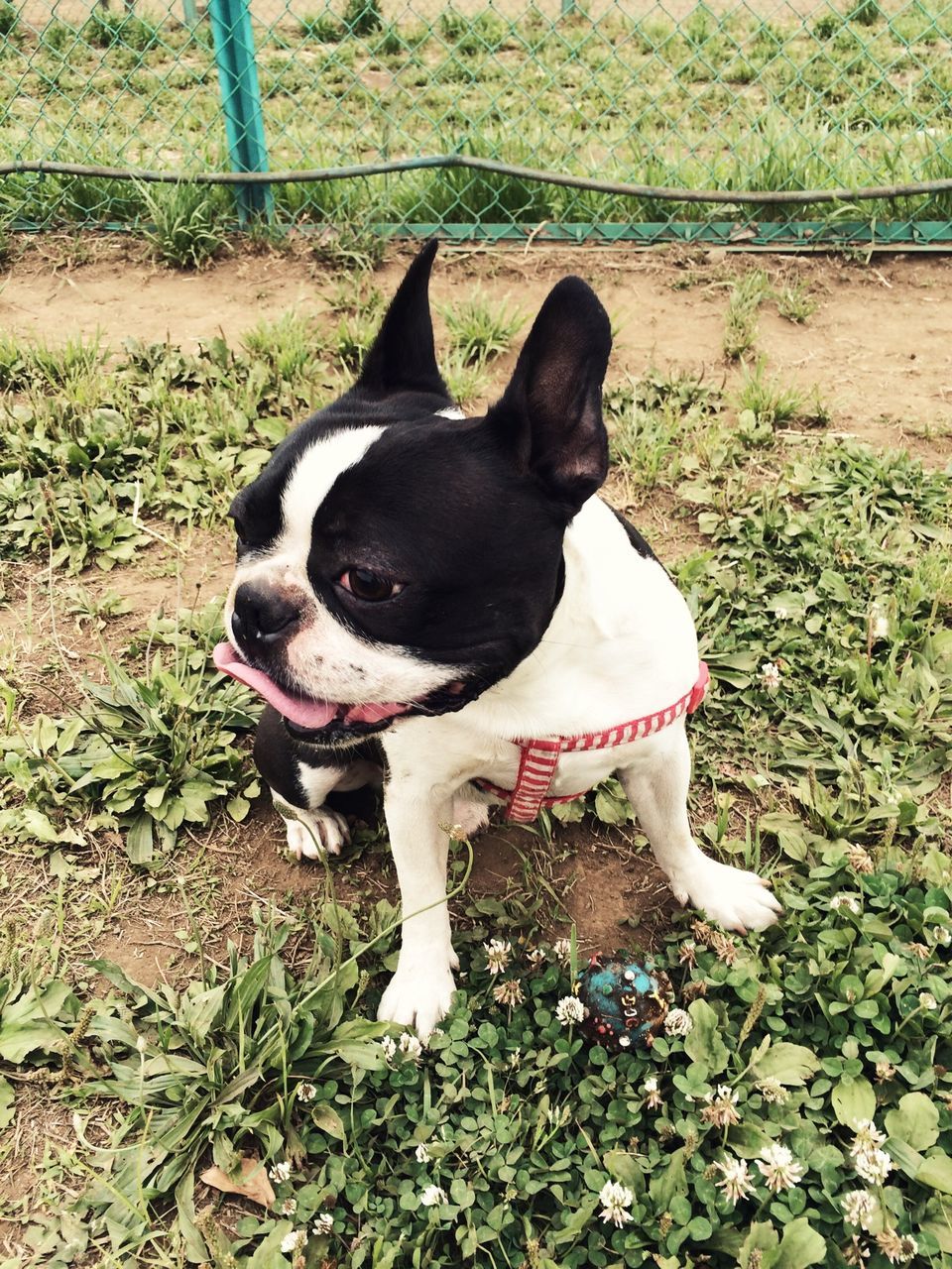 pets, domestic animals, dog, mammal, one animal, animal themes, grass, high angle view, looking at camera, portrait, field, sitting, black color, pet collar, standing, relaxation, pet leash, day, outdoors, front or back yard