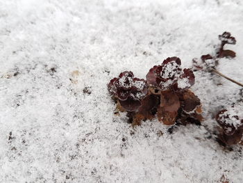 High angle view of lizard on snow