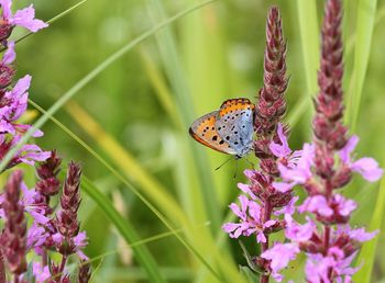 Close-up of butterfly pollinating on pink flower