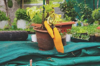 Close-up of food on potted plant