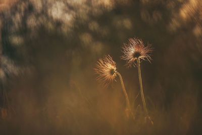 Close-up of dandelion on field