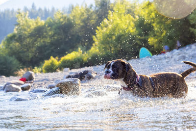 View of dog in water