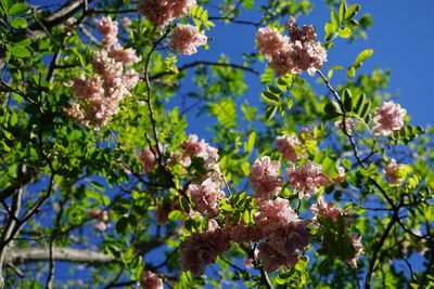 Low angle view of flowers blooming on tree