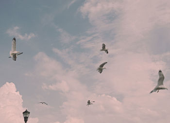 Low angle view of seagulls flying in sky