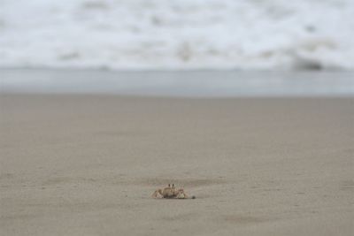 Close-up of bird on beach against sky