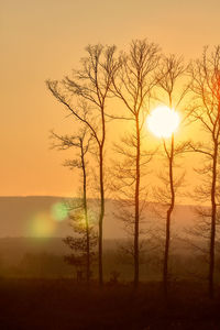 Silhouette tree on field against sky during sunset