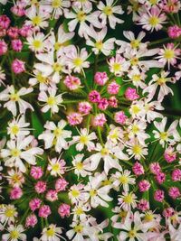 High angle view of pink flowering plants