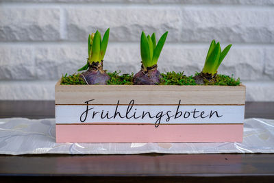 Close-up of potted plant on table