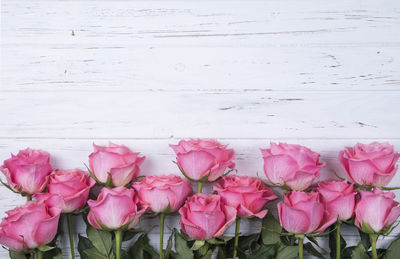 Close-up of pink roses