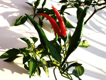 Close-up of red chili pepper plant