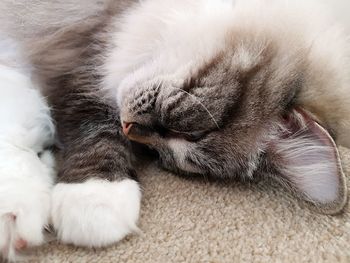 Close-up of cat on rug