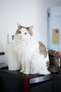 Portrait of white cat sitting in the kitchen at home