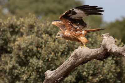 The kite departure