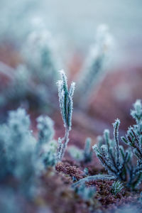 Close-up of frozen plant during winter