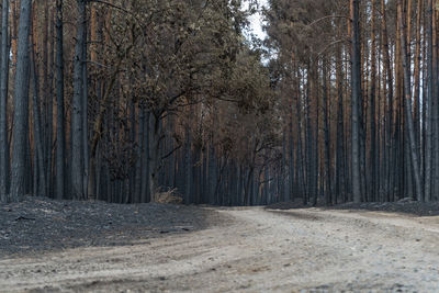 Dirt road amidst trees in forest