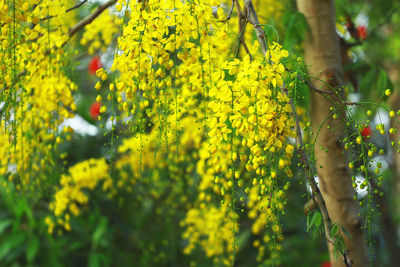 Close-up of yellow flowers growing on tree