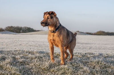 Dog standing on field against sky during winter