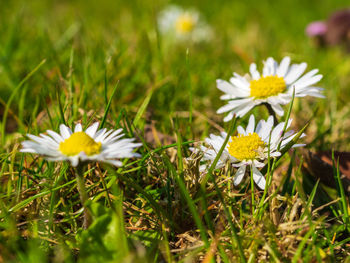 Close-up of white daisy flowers on field