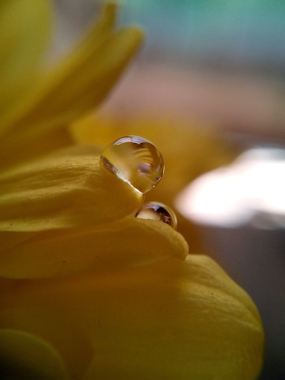 one animal, animal themes, close-up, insect, animals in the wild, yellow, selective focus, wildlife, focus on foreground, flower, nature, fragility, beauty in nature, freshness, extreme close-up, macro, ladybug, no people, day, outdoors