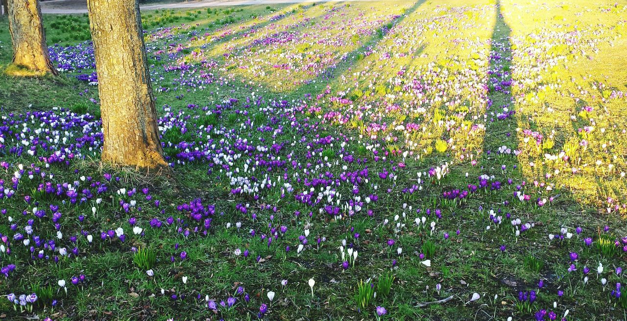 flower, growth, freshness, beauty in nature, plant, purple, nature, fragility, field, blooming, abundance, tranquility, park - man made space, in bloom, grass, green color, day, tranquil scene, outdoors, flowerbed