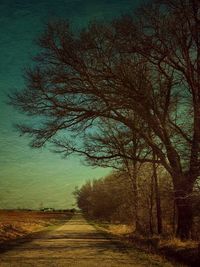 Bare trees on field against sky
