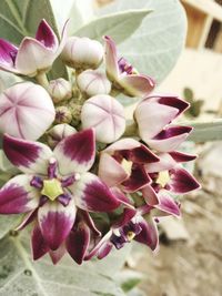 Close-up of pink flowers blooming outdoors