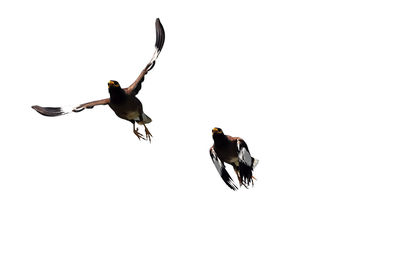 View of birds flying over white background