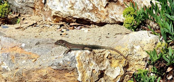 High angle view of lizard on rock